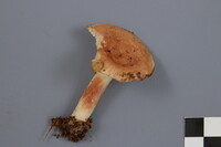 Lactarius vinaceorufescens image